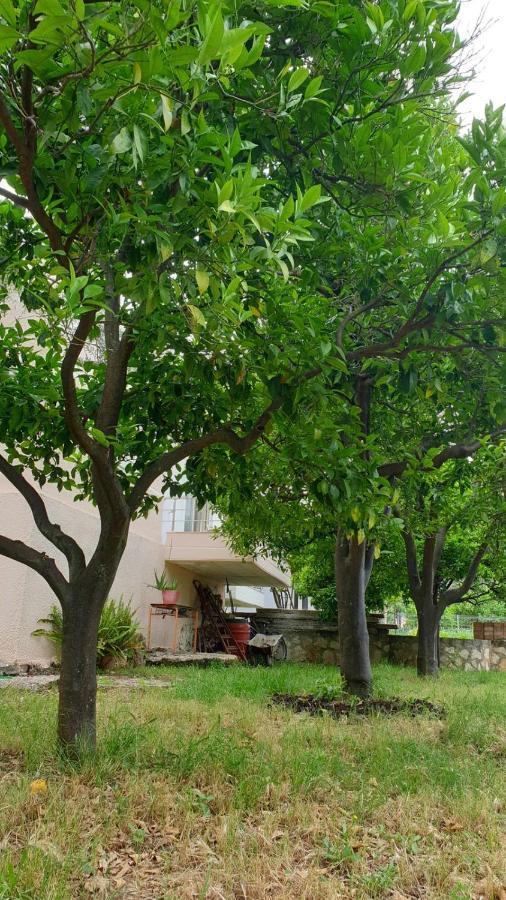 Vila Noga Borsh Exteriér fotografie